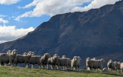 From Farm to Fairness: Understanding the 2025 Sheep Carcase Regulations